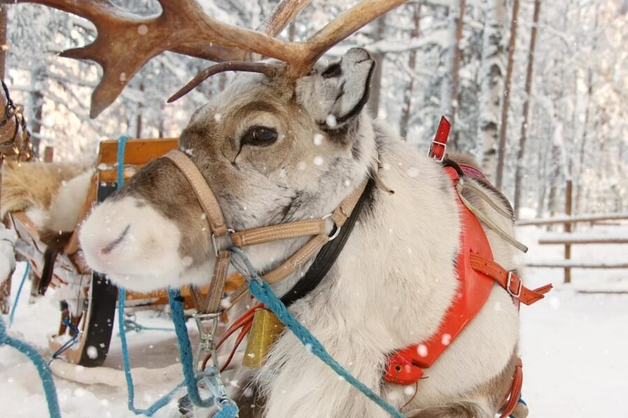 Levi: Reindeer Sleigh Ride Tour in Snowy Forest - Should you ride the Kermikkä sleigh in snowy forest?