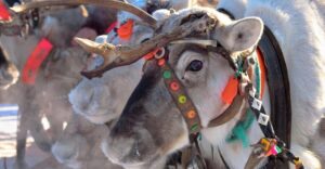 Levi: Reindeer Sleigh Ride Tour in Snowy Forest - Safety briefing first, then you’re ready for the reindeer