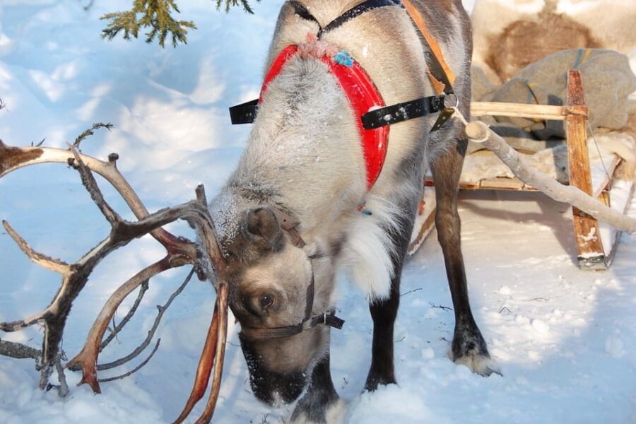 Levi: Reindeer Sleigh Ride Tour in Snowy Forest - The 1.5 km Kermikkä sleigh ride: slow motion Lapland