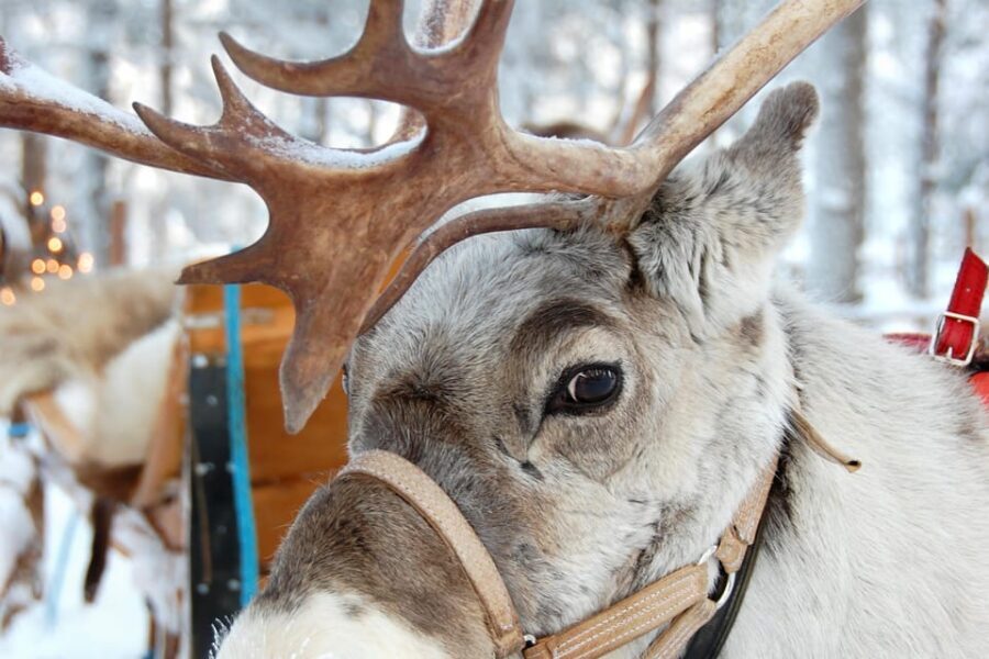 Levi: Reindeer Sleigh Ride Tour in Snowy Forest - Photo stop time: making winter light work for you