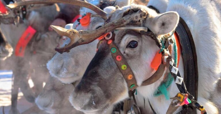 Levi: Reindeer Sleigh Ride Tour in Snowy Forest - Safety briefing first, then you’re ready for the reindeer