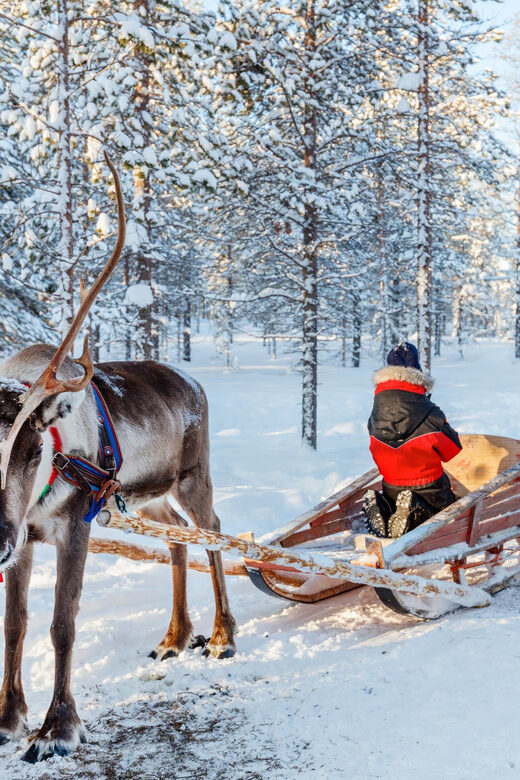 Levi: Reindeer Sleigh Ride Tour in Snowy Forest - Price and value: what $103 buys you in Lapland