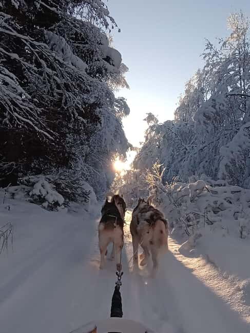 Levi: Self-Drive 2 KM Husky Sledding Experience - Key things to know before you go
