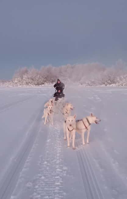 Levi: Self-Drive 2 KM Husky Sledding Experience - Arriving at Huskyfarm near Levi: calm start, clear instructions