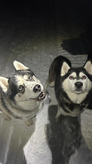 Levi: Self-Drive 5 KM Husky Sledding Experience - Key Things You’ll Notice on This Levi Husky Sled Ride