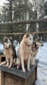 Levi: Self-Drive 5 KM Husky Sledding Experience - Meeting in Levi: Finding Kurjennivantie 118 and Getting Oriented