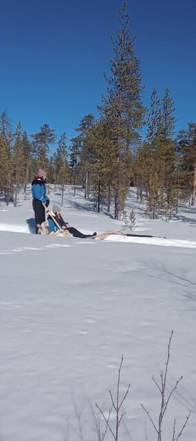 Levi: Self-Drive 5 KM Husky Sledding Experience - What Happens Before You Drive: Husky Handling and Safety Rules
