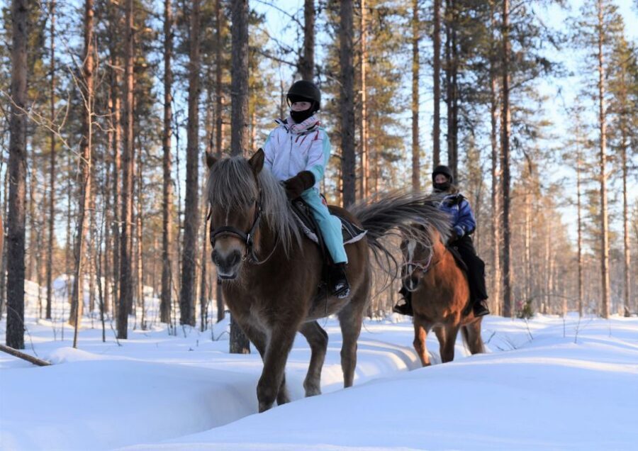 Levi: Snowy Forest Ride and Polar Lights Tours - 80 minutes of Lapland calm: what the snowy forest feels like