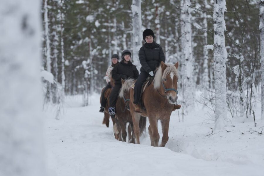 Levi: Snowy Forest Ride and Polar Lights Tours - Beginner vs advanced groups: choosing your pace on purpose