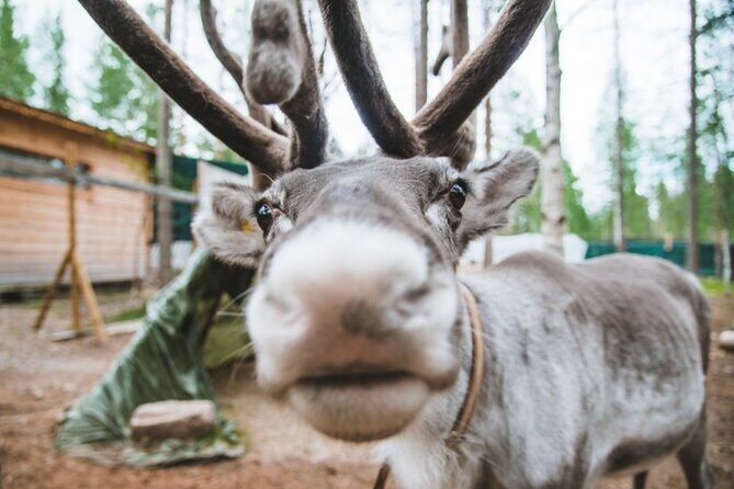 Meet Santa Claus & Santa's Reindeer Ride & Greet Huskies - Guides: Real People, Real Help (Jade, Jason, Allen, Matyas, and More)