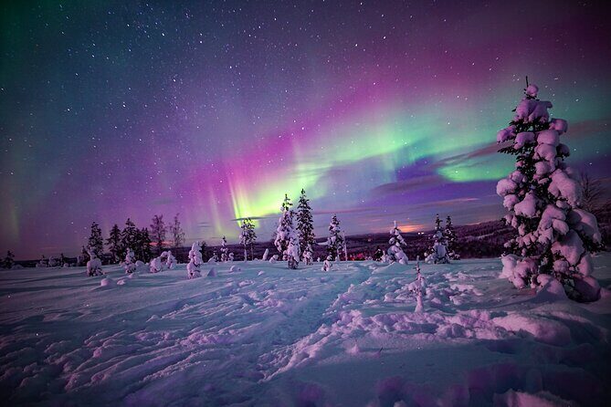 Northern Lights Wilderness Small-Group Tour from Rovaniemi - Wilderness warmth: campfire skills, hot drinks, Finnish snacks