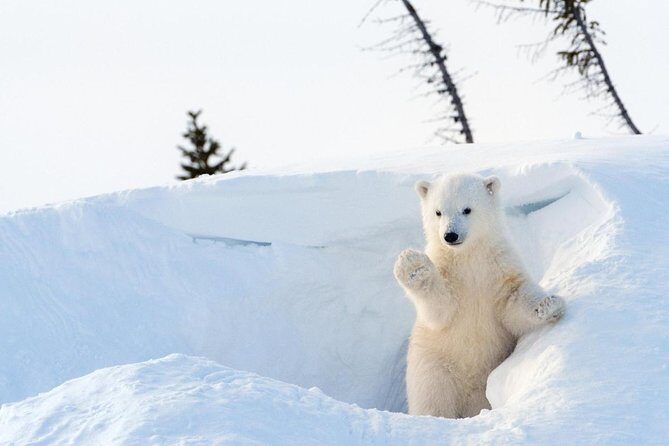 Ranua Wildlife Park Day: Visit the Arctic Animals - Key things I’d circle before you book