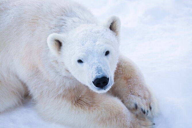 Ranua Wildlife Park Day: Visit the Arctic Animals - Why Ranua Wildlife Park feels different in Lapland