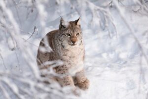 Ranua Wildlife Park Day: Visit the Arctic Animals - Getting to Ranua: the 1-hour ride and two pickup points