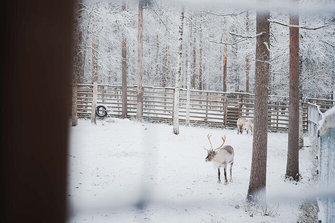 Ranua Wildlife Park Day: Visit the Arctic Animals - The snowy walk: how to dress for the 2.5 km forest route