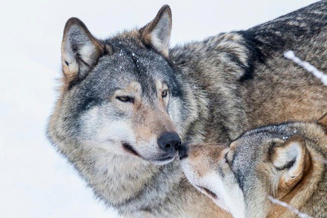 Ranua Wildlife Park Day: Visit the Arctic Animals - Price and value: is $154 per person worth it?