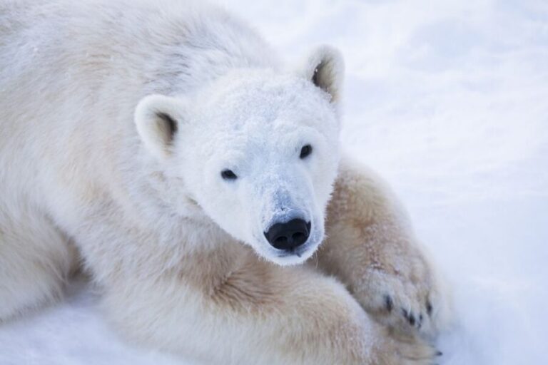 Ranua Wildlife Park Day: Visit the Arctic Animals - Getting to Ranua: the 1-hour ride and two pickup points