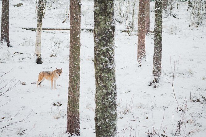 Ranua Wildlife Park Day: Visit the Arctic Animals - Who should go (and who should skip this day trip)