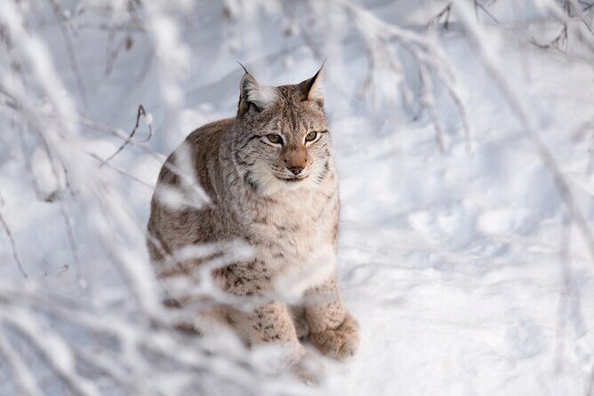Ranua Wildlife Park Day: Visit the Arctic Animals - Getting to Ranua: the 1-hour ride and two pickup points