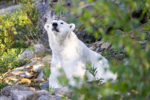 Ranua: Wildlife Park Entrance Ticket - The 3 km Walking Route Through a Northern Conifer Forest