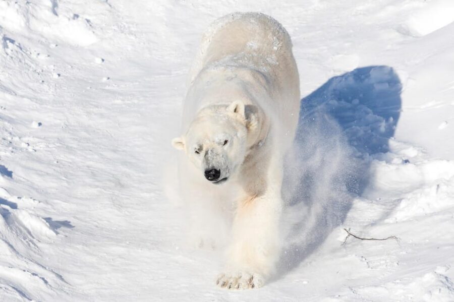 Ranua: Wildlife Park Entrance Ticket - Finland’s Only Polar Bear: How to Plan for a Realistic Sighting