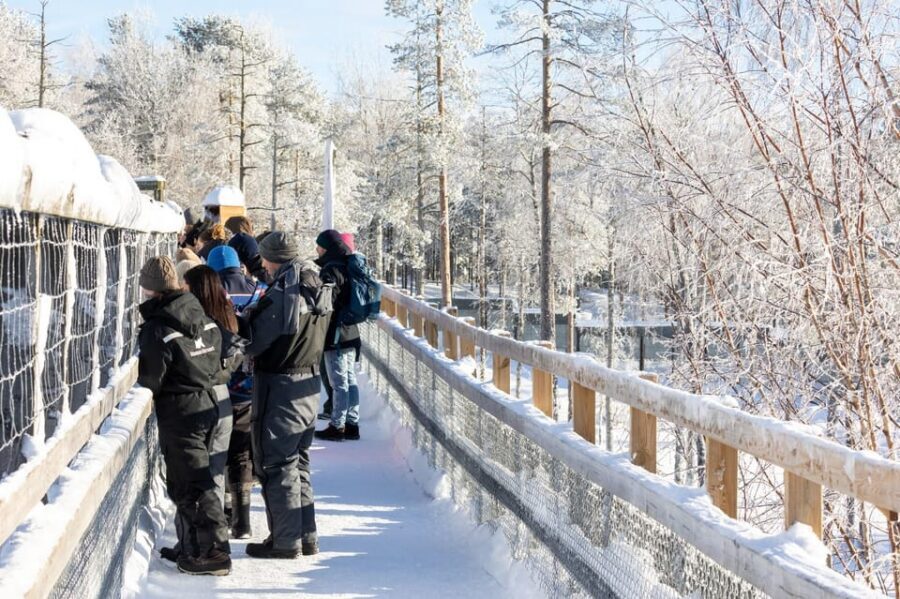Ranua: Wildlife Park Entrance Ticket - More Than One Species: Owls, Lynx, and the Arctic Cast