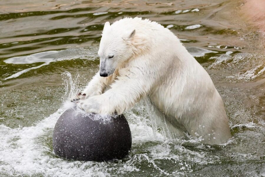 Ranua: Wildlife Park Entrance Ticket - Season Matters: Winter Cold, Summer Contrast, and Animal Activity