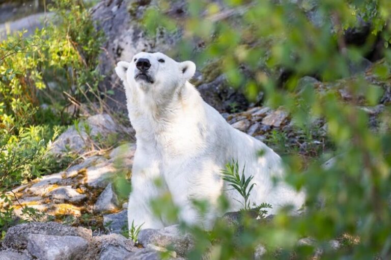 Ranua: Wildlife Park Entrance Ticket - The 3 km Walking Route Through a Northern Conifer Forest