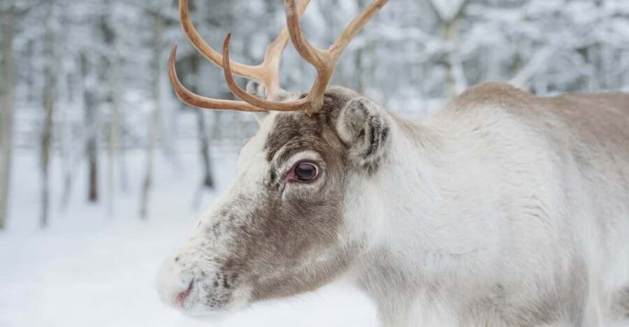 Reindeer Farm Visit with Sleigh Ride - Key Points to Know Before You Go