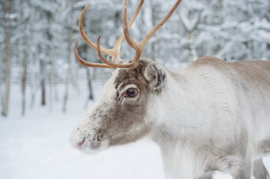 Reindeer Farm Visit with Sleigh Ride - The Traditional Lappish Reindeer Farm: What You’ll Actually Do