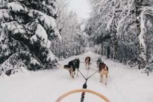 Rovaniemi: Apukka Husky Adventure - Getting to Apukka: pickup, coach ride, and where to stand