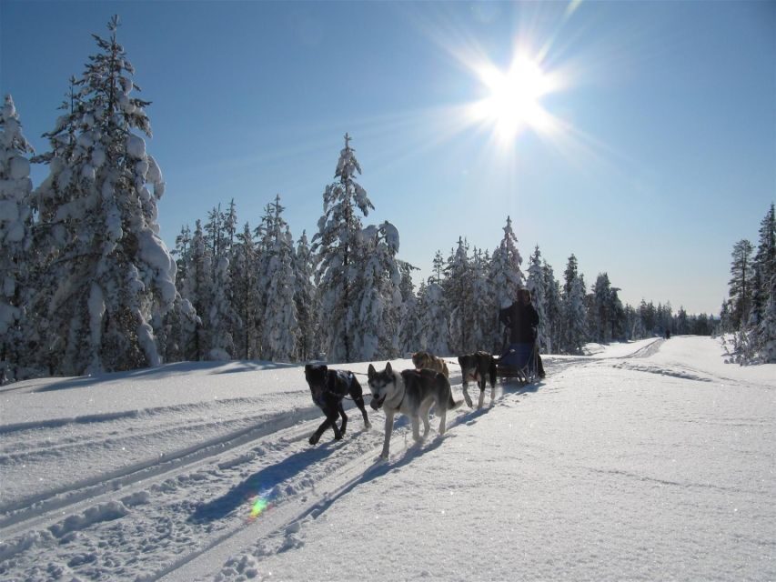 Rovaniemi: Apukka Husky Adventure - The 2-hour safari flow: meet the huskies, learn the rules, get ready