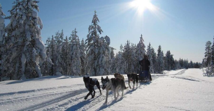 Rovaniemi: Apukka Husky Adventure - Price and value: what you’re really paying for at $237