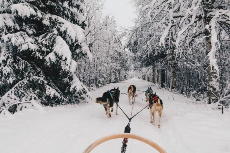Rovaniemi: Apukka Husky Adventure - Getting to Apukka: pickup, coach ride, and where to stand