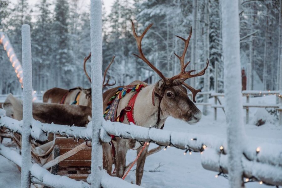 Rovaniemi: Apukka Reindeer Journey - Dress for cold the way you’d dress for a hike