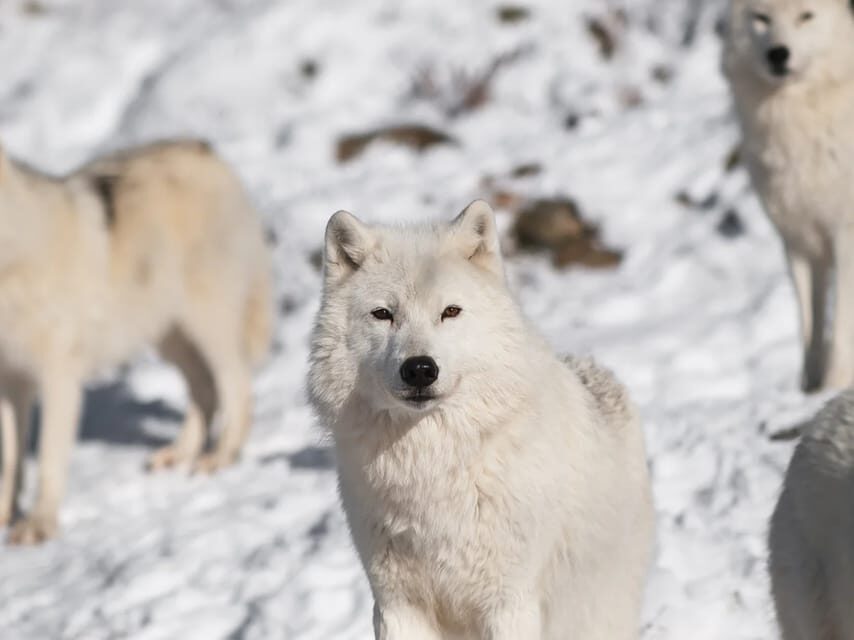 Rovaniemi: Arctic Animals Sleigh Rides and Wildlife Zoo - Key highlights you’ll care about