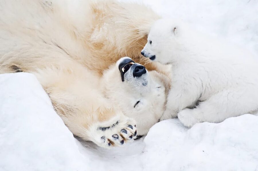 Rovaniemi: Arctic Animals Sleigh Rides and Wildlife Zoo - Is this tour worth $340 in Rovaniemi?