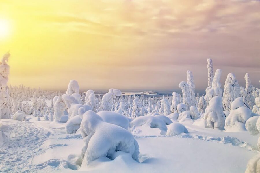 Rovaniemi: Arctic Animals Sleigh Rides and Wildlife Zoo - Ranua, huskies, reindeer: the 7-hour arc that actually works