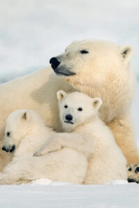 Rovaniemi: Arctic Animals Sleigh Rides and Wildlife Zoo - Pickup at Nordic Unique Travels and the start-of-day flow
