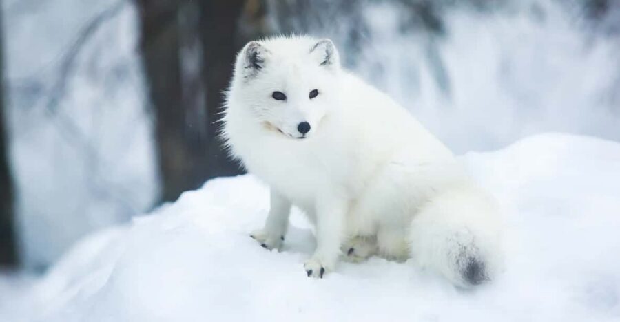 Rovaniemi: Arctic Animals Sleigh Rides and Wildlife Zoo - Husky and reindeer sled rides: what to expect when snow cooperates