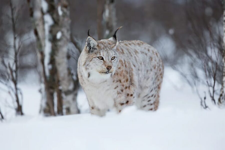 Rovaniemi: Arctic Animals Sleigh Rides and Wildlife Zoo - Ranua Wildlife Park: polar bears and Arctic species in one guided walk