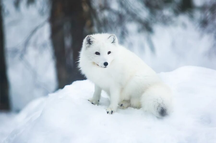 Rovaniemi: Arctic Animals Sleigh Rides and Wildlife Zoo - Weather, snow, and the seasonal reality of Rovaniemi days