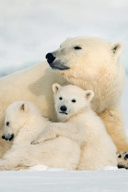 Rovaniemi: Arctic Animals Sleigh Rides and Wildlife Zoo - Pickup at Nordic Unique Travels and the start-of-day flow