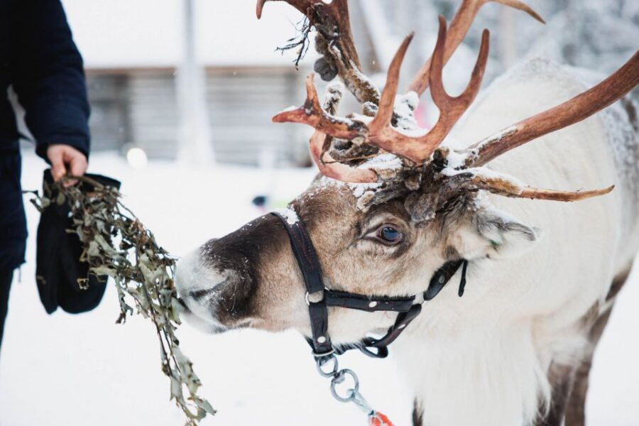 Rovaniemi: Arctic Circle Highlights by Snowmobile - Getting set up for Lapland cold: gear and what you must bring