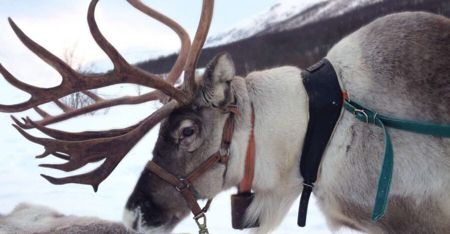 Rovaniemi: Authentic Reindeer Farm Visit & Short Sleigh Ride - Key points to know before you go