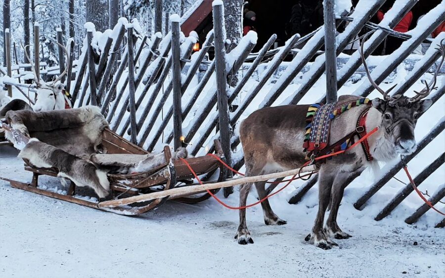 Rovaniemi: Authentic Reindeer Farm Visit & Short Sleigh Ride - Why this old Rovaniemi reindeer farm visit feels more real