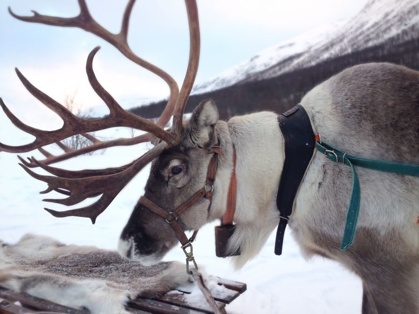 Rovaniemi: Authentic Reindeer Farm Visit & Short Sleigh Ride - Pickup and timing: what happens during the 2.5 hours