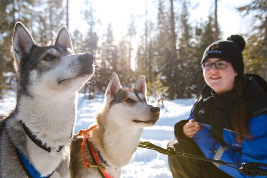 Rovaniemi: Daytime Husky Safari - Key highlights you’ll actually feel