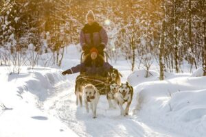 Rovaniemi: Daytime Husky Safari - Husky kennel arrival: meeting the dogs and learning to steer