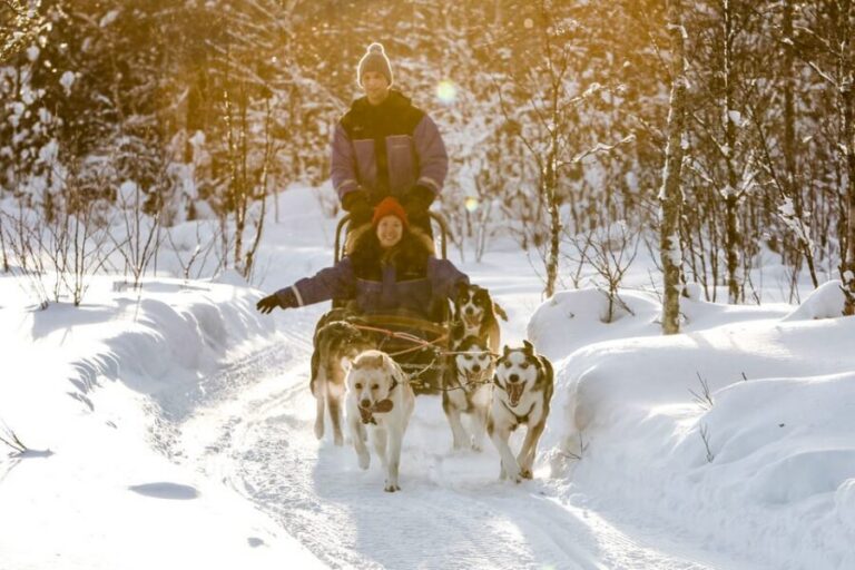Rovaniemi: Daytime Husky Safari - Husky kennel arrival: meeting the dogs and learning to steer